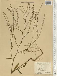 Polygonum bellardii All., Eastern Europe, Central forest region (E5) (Russia)