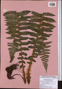 Polystichum braunii (Spenn.) Fée, Eastern Europe, Central region (E4) (Russia)