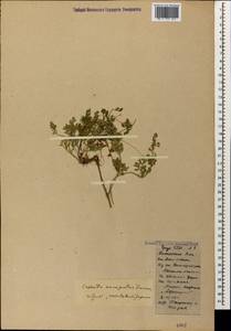 Cuscuta campestris Yunck., Caucasus, Georgia (K4) (Georgia)