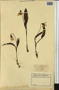 Erythronium dens-canis L., Western Europe (EUR) (France)