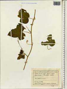 Passiflora foetida L., South Asia, South Asia (Asia outside ex-Soviet states and Mongolia) (ASIA) (India)