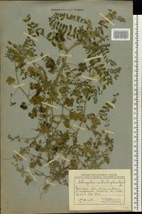 Astragalus contortuplicatus L., Eastern Europe, Eastern region (E10) (Russia)