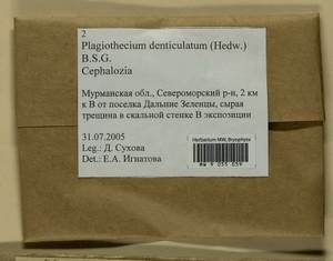 Plagiothecium denticulatum (Hedw.) Schimp., Bryophytes, Bryophytes - Karelia, Leningrad & Murmansk Oblasts (B4) (Russia)