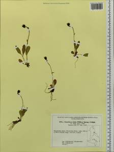 Hieracium triste Willd. ex Spreng., Siberia, Chukotka & Kamchatka (S7) (Russia)