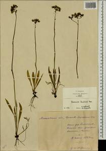 Pilosella leptophyton subsp. leptophyton, Eastern Europe, Moscow region (E4a) (Russia)