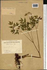 Actaea rubra subsp. rubra, Eastern Europe, Volga-Kama region (E7) (Russia)