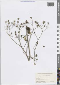 Lapsana communis subsp. intermedia (M.Bieb.) Hayek, Caucasus, Armenia (K5) (Armenia)