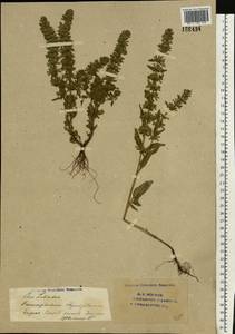 Dracocephalum thymiflorum L., Eastern Europe, Eastern region (E10) (Russia)