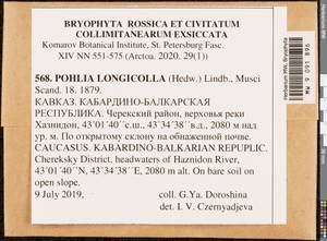 Pohlia longicolla (Hedw.) Lindb., Bryophytes, Bryophytes - North Caucasus & Ciscaucasia (B12) (Russia)