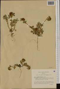 Trifolium hirtum All., Western Europe (EUR) (Italy)