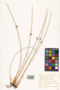 Juncus haenkei E. Mey., Siberia, Russian Far East (S6) (Russia)