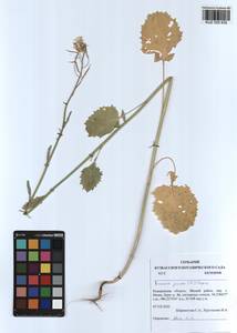 Brassica juncea (L.) Czern., Siberia, Altai & Sayany Mountains (S2) (Russia)