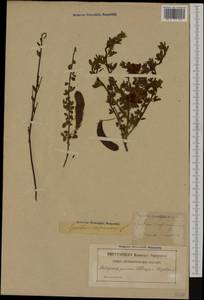 Cytisus scoparius (L.)Link, Western Europe (EUR) (Sweden)