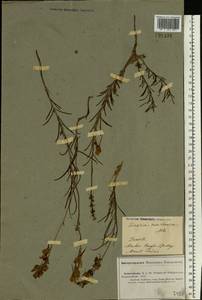 Linaria macroura (M. Bieb.) M. Bieb., Middle Asia, Caspian Ustyurt & Northern Aralia (M8) (Kazakhstan)