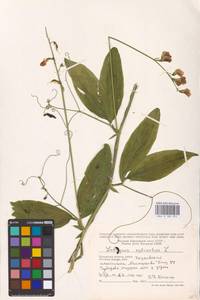 Lathyrus sylvestris L., Eastern Europe, Central region (E4) (Russia)