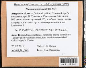 Dicranum bonjeanii De Not., Bryophytes, Bryophytes - Russian Far East (excl. Chukotka & Kamchatka) (B20) (Russia)