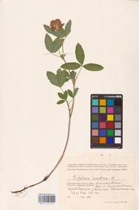 Trifolium medium L., Eastern Europe, Lower Volga region (E9) (Russia)