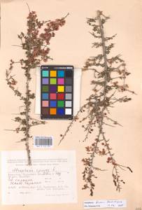 Atraphaxis replicata Lam., Middle Asia, Caspian Ustyurt & Northern Aralia (M8) (Kazakhstan)