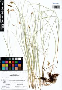 Carex praecox Schreb., Siberia, Baikal & Transbaikal region (S4) (Russia)