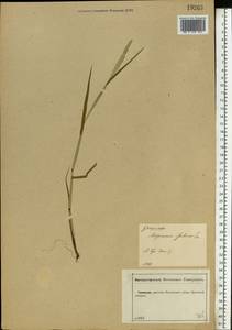 Alopecurus aequalis Sobol., Eastern Europe, Central forest-and-steppe region (E6) (Russia)
