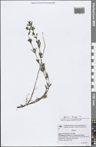 Galium boreale L., Eastern Europe, Eastern region (E10) (Russia)