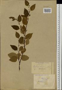 Betula davurica Pall., Siberia, Baikal & Transbaikal region (S4) (Russia)