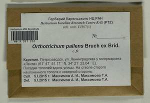 Orthotrichum pallens Bruch ex Brid., Bryophytes, Bryophytes - Karelia, Leningrad & Murmansk Oblasts (B4) (Russia)