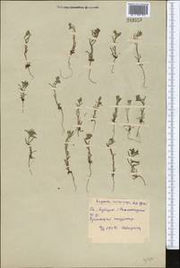 Lappula microcarpa (Ledeb.) Gürke, Middle Asia, Syr-Darian deserts & Kyzylkum (M7) (Uzbekistan)