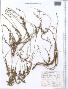Campanulaceae, Africa (AFR) (Ethiopia)