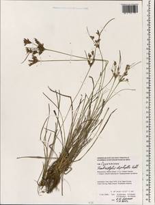 Fimbristylis dichotoma (L.) Vahl, South Asia, South Asia (Asia outside ex-Soviet states and Mongolia) (ASIA) (Indonesia)