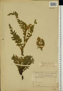 Astragalus dasyanthus Pall., Eastern Europe, Lower Volga region (E9) (Russia)