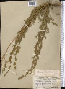 Artemisia tomentella Trautv., Middle Asia, Caspian Ustyurt & Northern Aralia (M8) (Kazakhstan)