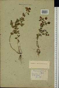 Trifolium aureum Pollich, Eastern Europe, Belarus (E3a) (Belarus)