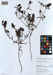 Melampyrum cristatum L., Siberia, Altai & Sayany Mountains (S2) (Russia)