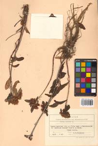 Phedimus aizoon (L.) 't Hart, Siberia, Russian Far East (S6) (Russia)