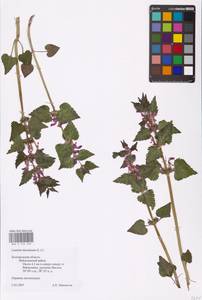 MHA 0 154 520, Lamium maculatum (L.) L., Eastern Europe, Central forest-and-steppe region (E6) (Russia)