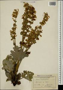 Salvia verbascifolia M.Bieb., Caucasus, Armenia (K5) (Armenia)