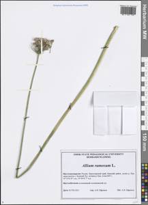 Allium ramosum L., Siberia, Central Siberia (S3) (Russia)
