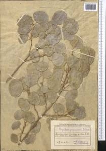 Populus pruinosa Schrenk, Middle Asia, Muyunkumy, Balkhash & Betpak-Dala (M9) (Kazakhstan)