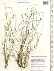 Schizachne purpurascens subsp. callosa (Turcz. ex Griseb.) T.Koyama & Kawano, Siberia, Russian Far East (S6) (Russia)