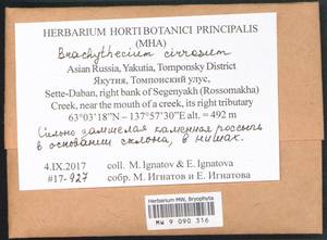 Brachythecium cirrosum (Schwägr.) Schimp., Bryophytes, Bryophytes - Yakutia (B19) (Russia)