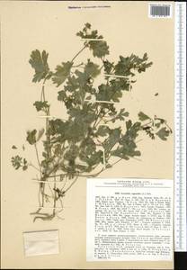 Corydalis capnoides (L.) Pers., Middle Asia, Northern & Central Tian Shan (M4) (Kazakhstan)