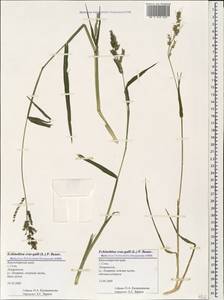 Echinochloa crus-galli (L.) P.Beauv., Caucasus, Black Sea Shore (from Novorossiysk to Adler) (K3) (Russia)