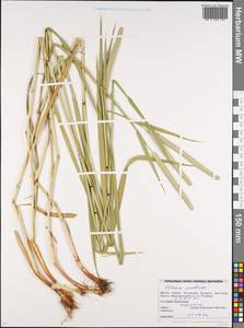 Phleum pratense L., Eastern Europe, Belarus (E3a) (Belarus)