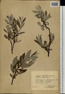 Salix lapponum L., Siberia, Western Siberia (S1) (Russia)