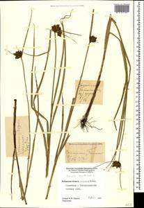 Bolboschoenus maritimus (L.) Palla, Caucasus, Stavropol Krai, Karachay-Cherkessia & Kabardino-Balkaria (K1b) (Russia)