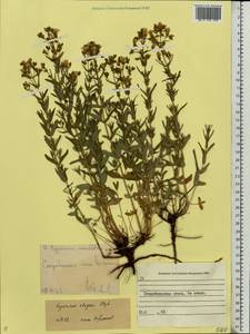 Hypericum elegans Steph. ex Willd., Eastern Europe, North Ukrainian region (E11) (Ukraine)