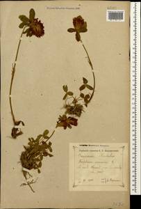 Trifolium canescens Willd., Caucasus, Georgia (K4) (Georgia)
