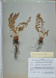 Woodsia ilvensis (L.) R.Br., Siberia, Russian Far East (S6) (Russia)