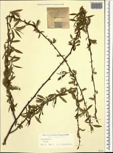 Salix babylonica L., Caucasus, Azerbaijan (K6) (Azerbaijan)